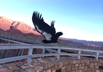 condor_c_s_rosenberg 1